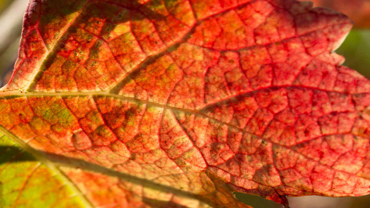 ATHONITES COOLING LEG GEL: How to Naturally Relieve Heavy and Tired Legs