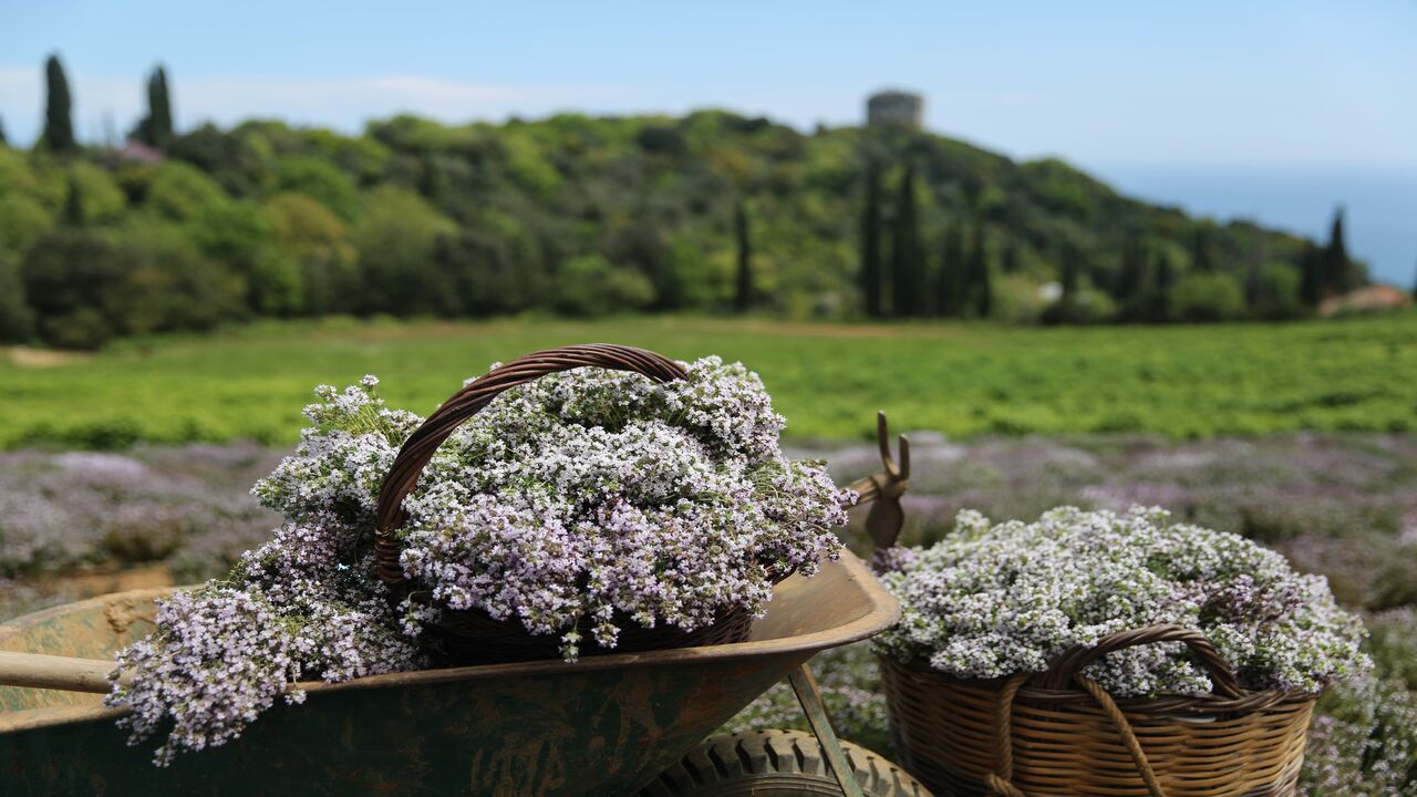 Thyme: The Generous Mediterranean Herb with the Earthy Aroma and the "Therapeutic" Action