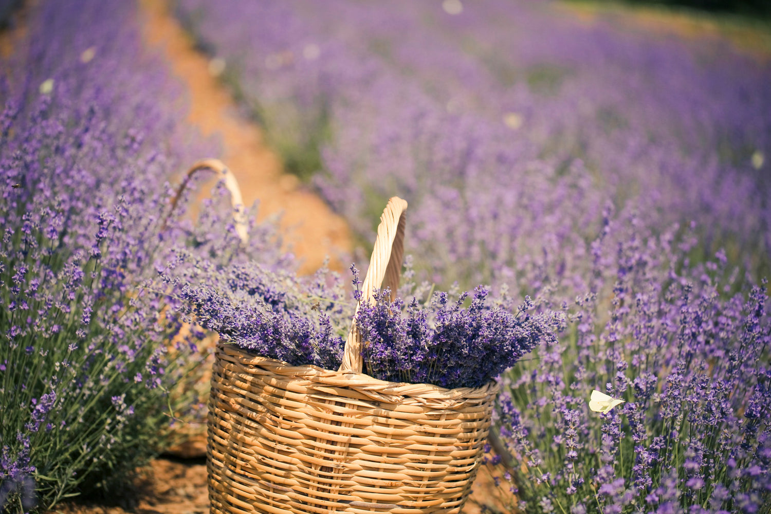 The "Healing" Action of Lavender Essential Oil