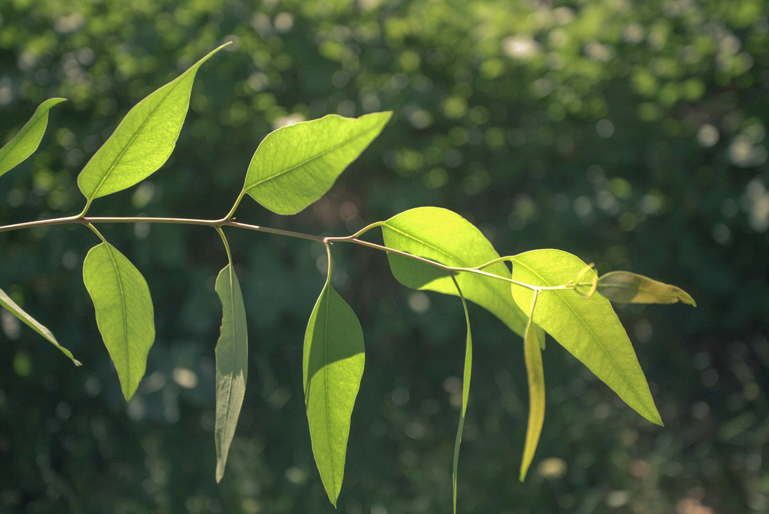 The Beneficial Eucalyptus That Relieves Muscle Pain And Facilitates the-beneficial-eucalyptus-that-relieves-muscle-pain-and-facilitates