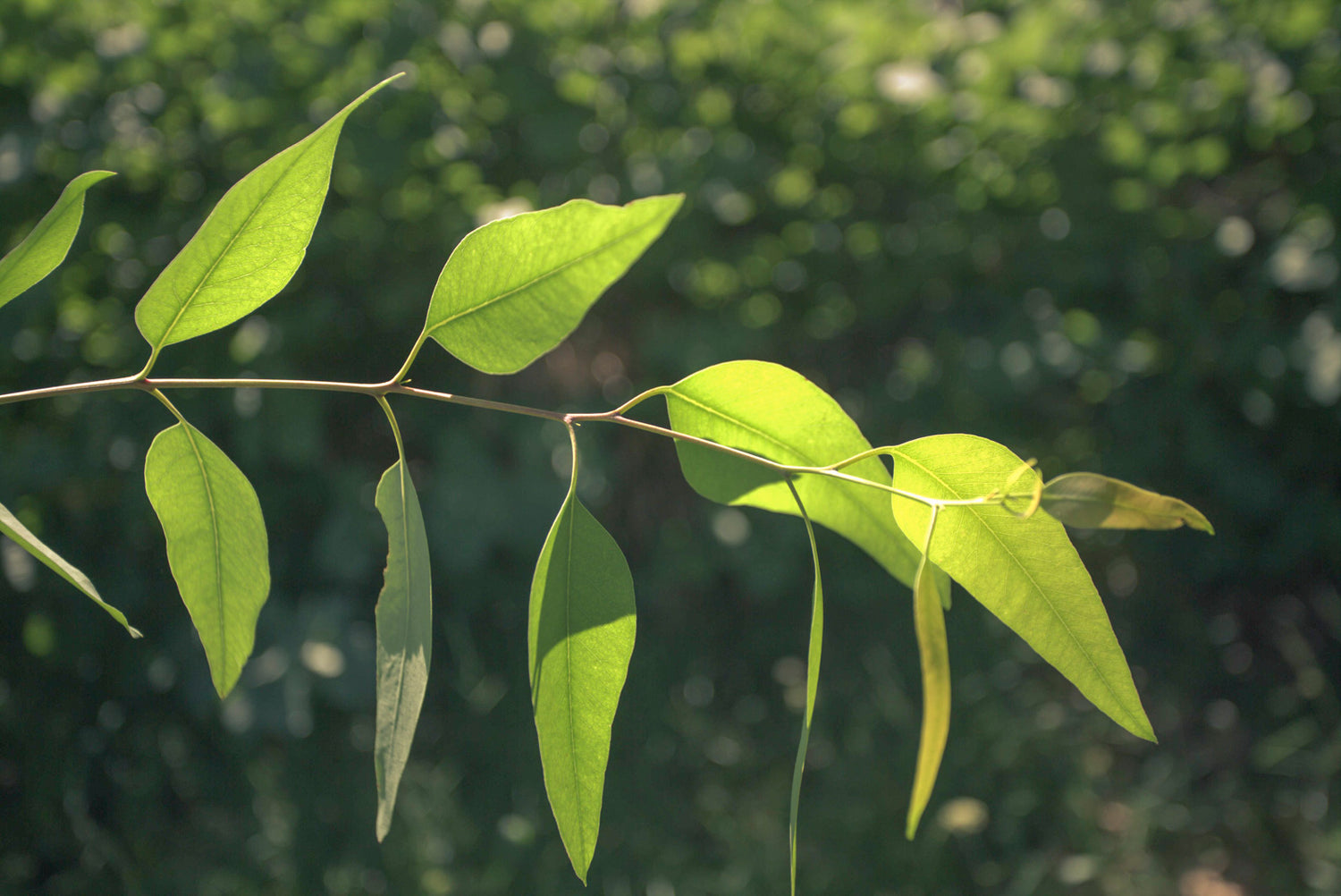 The "Beneficial" Eucalyptus that Relieves Muscle Pain and Facilitates Breathing