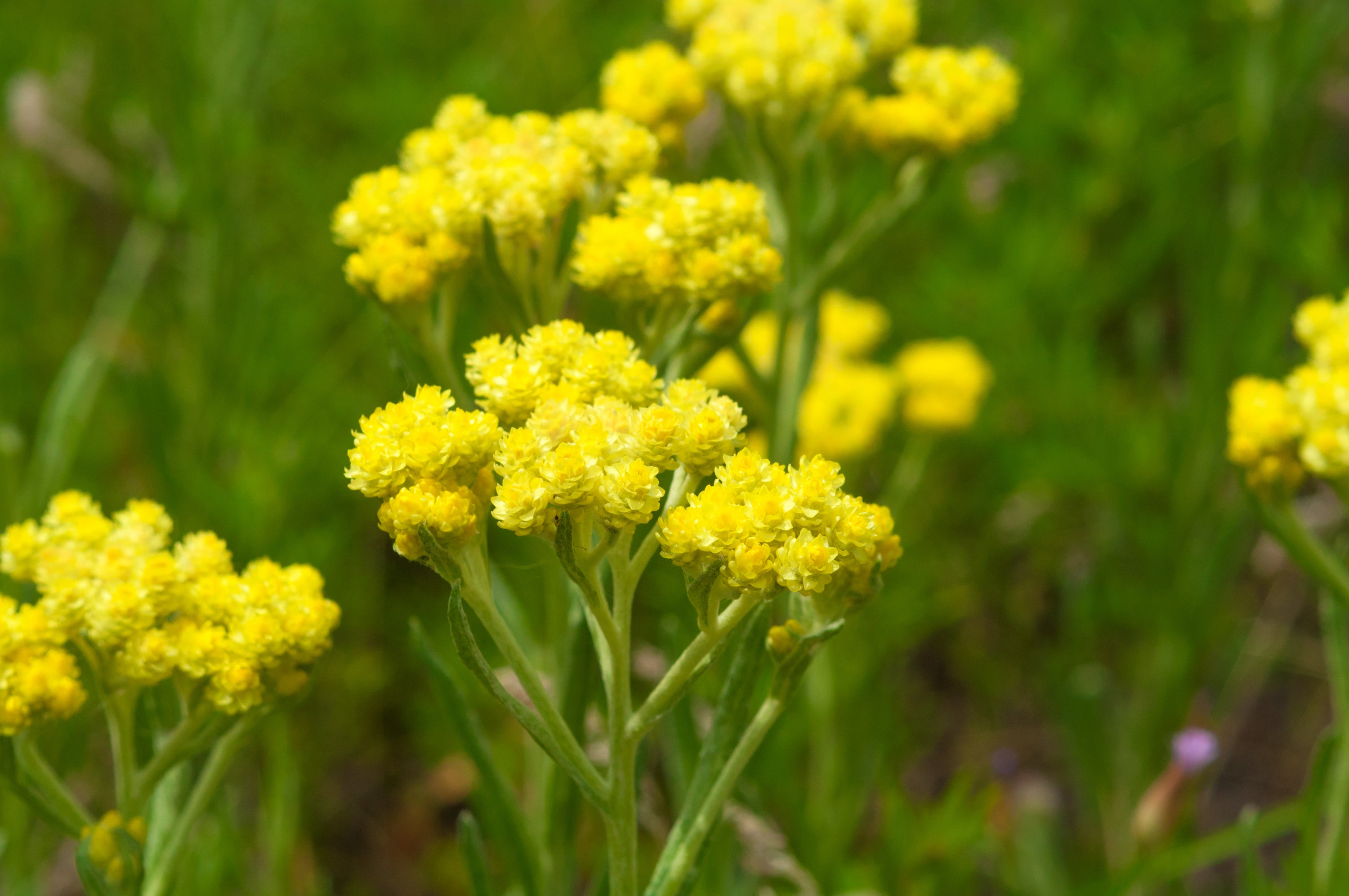 Helichrysum: An Herb As Good As Gold