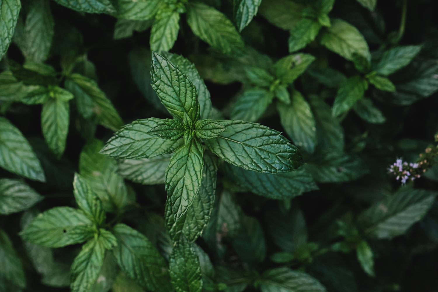 Why we Need to Talk About Mint