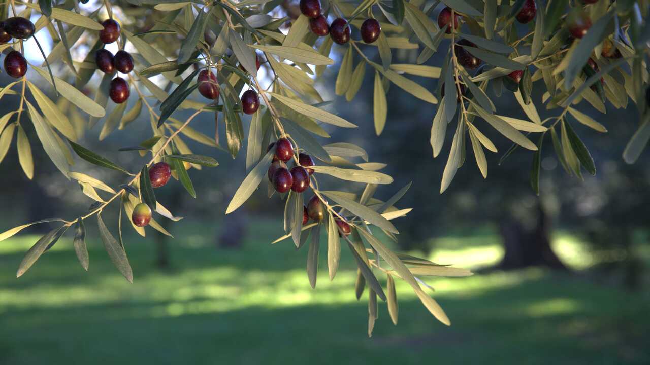 The "Liquid Gold": Exploring the Olive Tree, Wild Olive Oil and Their Unique Properties